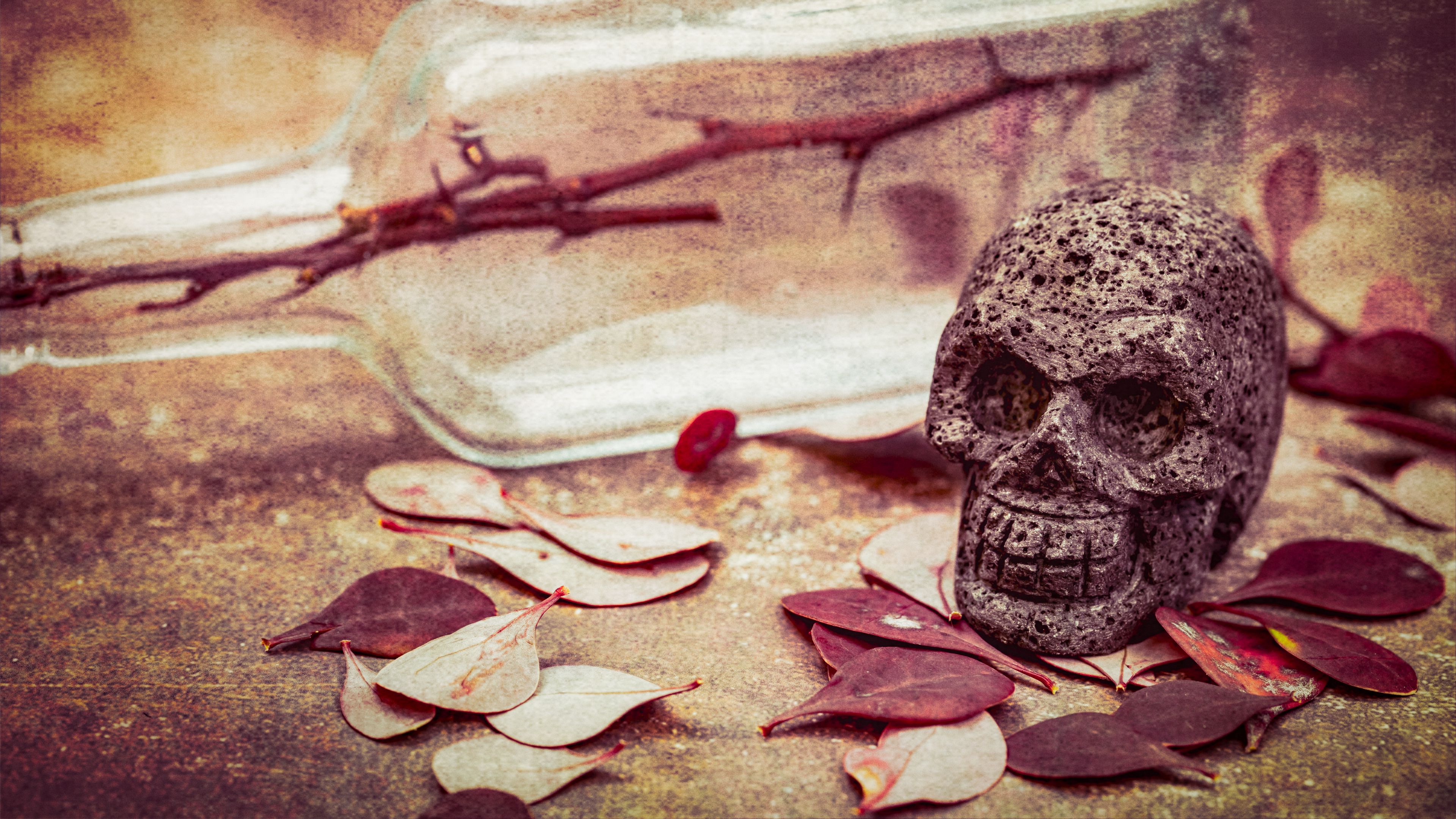 3840x2160 Wallpaper skull, leaves, stone, aesthetics.