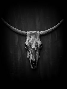 Preview wallpaper skull, horns, black and white
