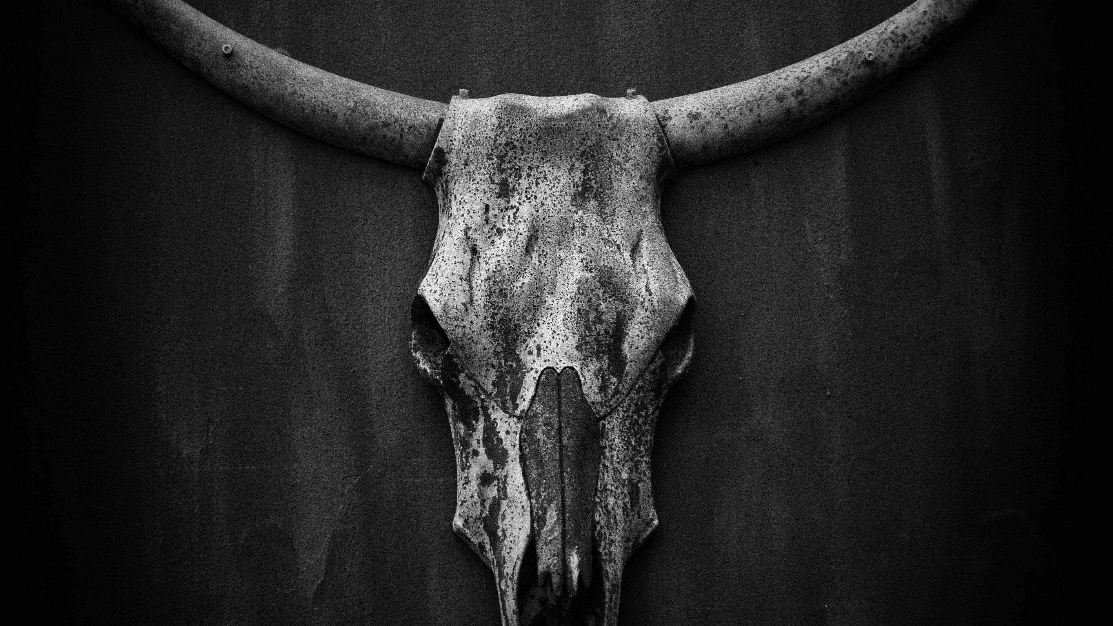 Bull Skull Wallpapers  Wallpaper Cave