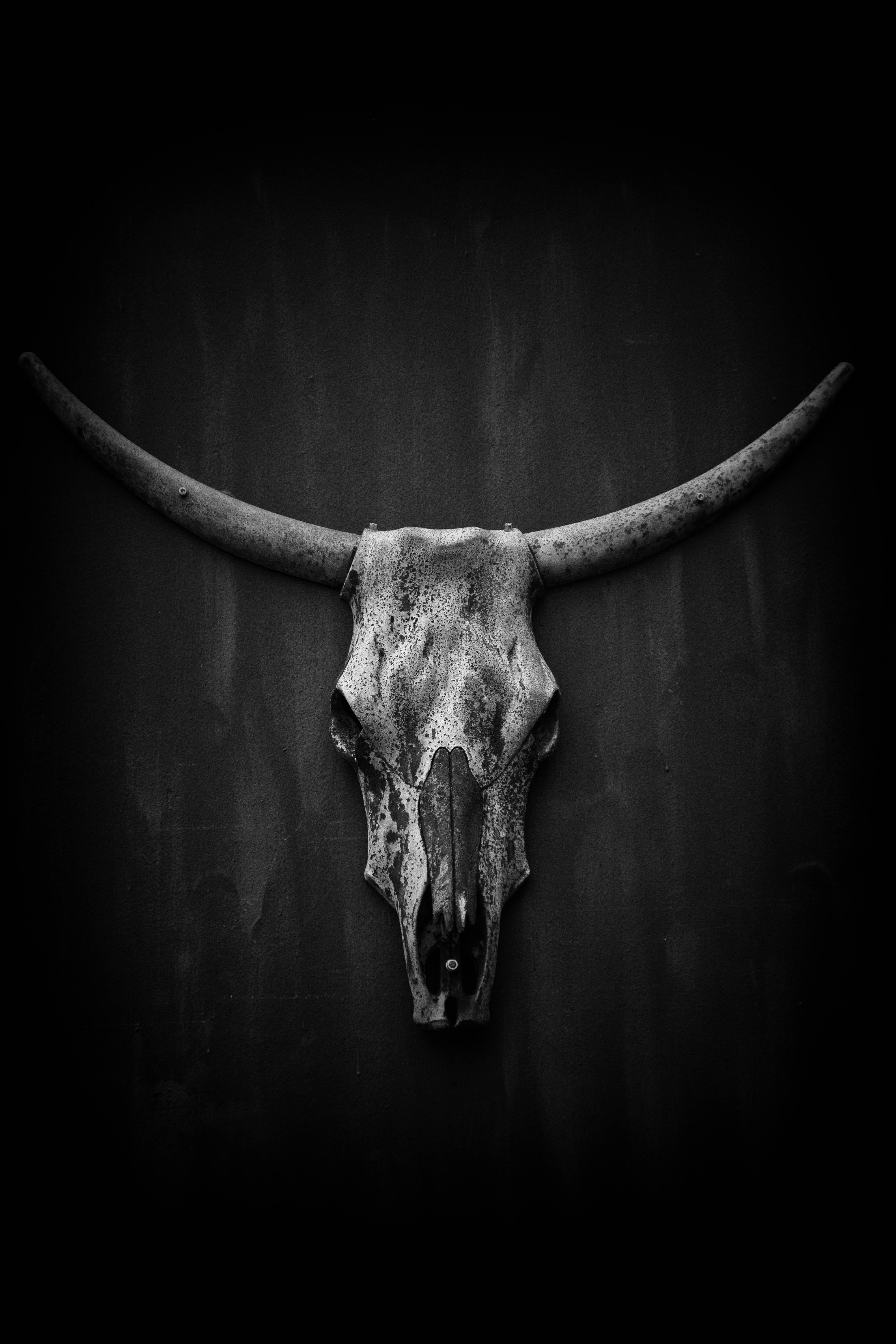 Download wallpaper 4000x6000 skull, horns, black and white hd background
