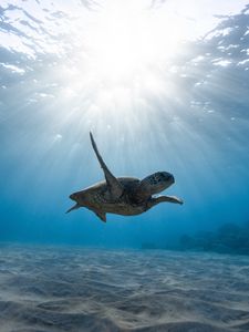 Preview wallpaper skull, sea turtle, underwater world, swim, ocean