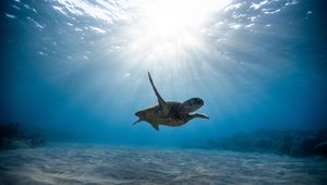 Preview wallpaper skull, sea turtle, underwater world, swim, ocean