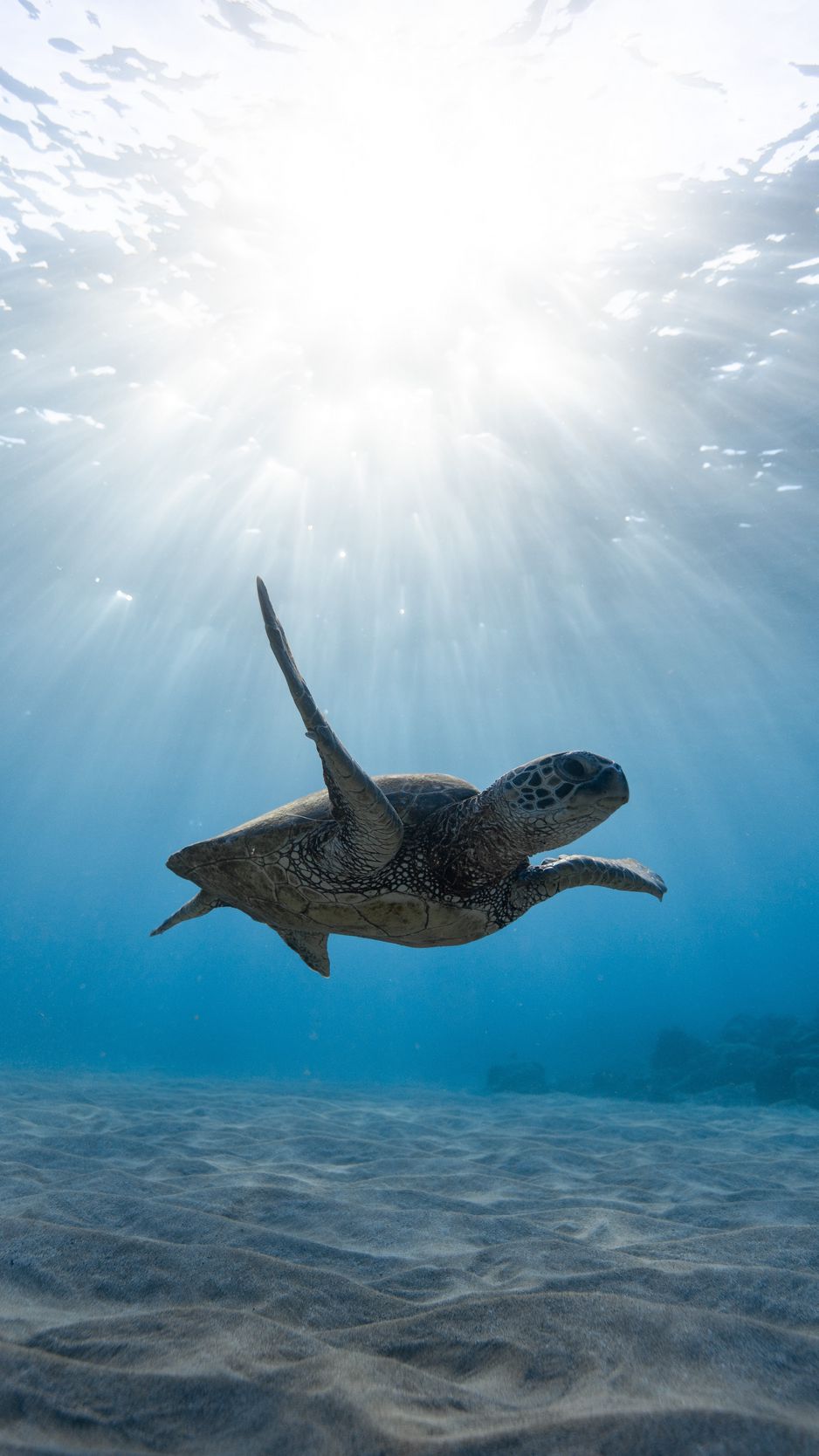 Hãy cho mình trải nghiệm về thế giới dưới nước với những bức ảnh đặc trưng về rùa biển xinh đẹp. Với những tone màu xanh dịu nhẹ và chất lượng hình ảnh sắc nét, bạn sẽ có cảm giác như đang trực tiếp chứng kiến cuộc sống yên bình của đại dương. Những chiếc vây và bộ áo làm bằng vảy cá nổi bật trên nền màu xanh thẳm, tạo nên 1 không gian đầy tính nghệ thuật và tuyệt vời.