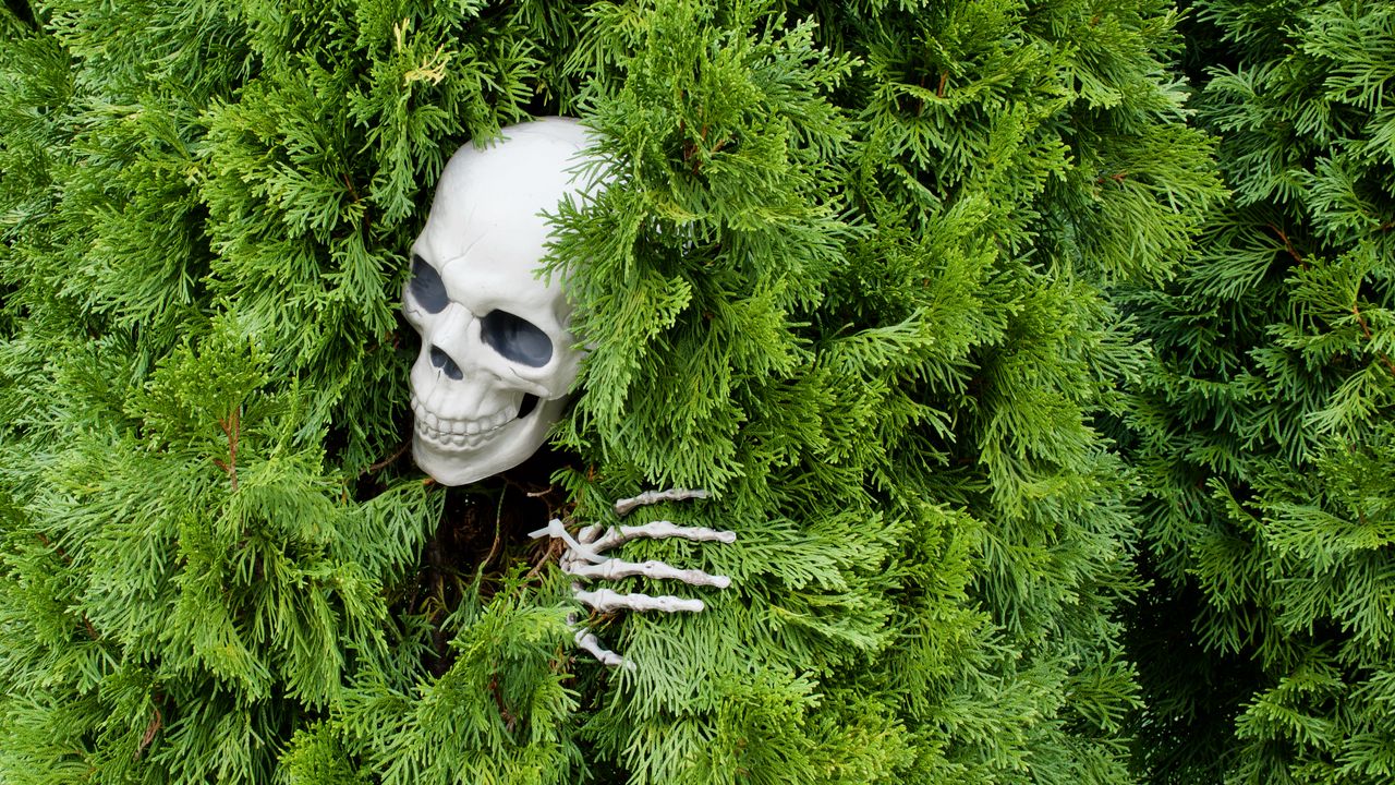 Wallpaper skull, skeleton, bush, funny, halloween