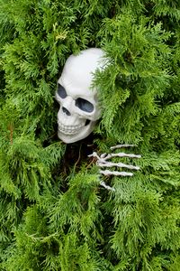 Preview wallpaper skull, skeleton, bush, funny, halloween