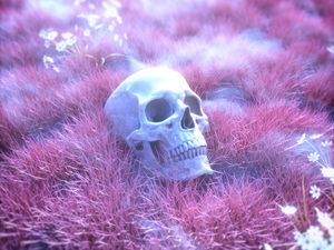 Preview wallpaper skull, skeleton, grass, pink