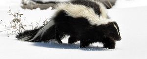 Preview wallpaper skunk, snow, trail, walk