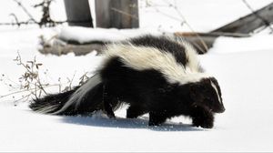 Preview wallpaper skunk, snow, trail, walk