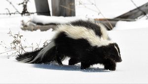 Preview wallpaper skunk, snow, trail, walk