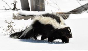 Preview wallpaper skunk, snow, trail, walk