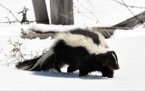 Preview wallpaper skunk, snow, trail, walk