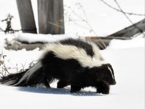 Preview wallpaper skunk, snow, trail, walk