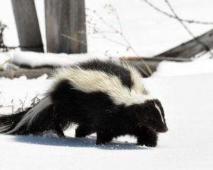 Preview wallpaper skunk, snow, trail, walk