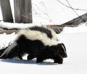 Preview wallpaper skunk, snow, trail, walk