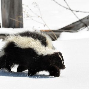 Preview wallpaper skunk, snow, trail, walk