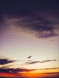 Preview wallpaper sky, bird, clouds, sunset, height, fly