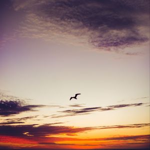Preview wallpaper sky, bird, clouds, sunset, height, fly