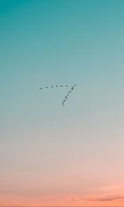 Preview wallpaper sky, birds, flight, gradient, silhouettes