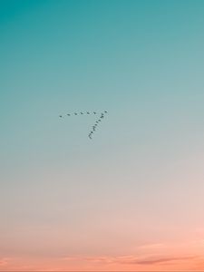 Preview wallpaper sky, birds, flight, gradient, silhouettes