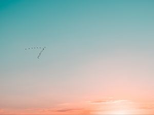 Preview wallpaper sky, birds, flight, gradient, silhouettes