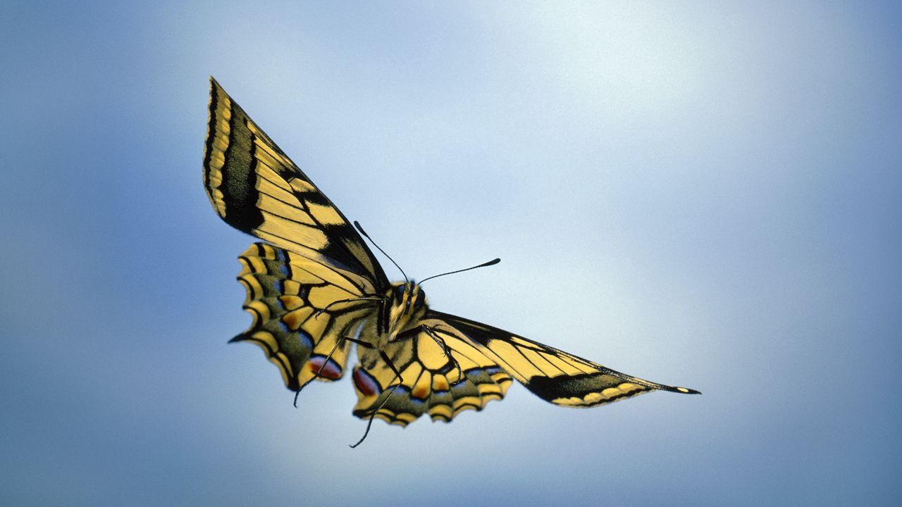 Wallpaper sky, butterfly, wings