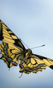 Preview wallpaper sky, butterfly, wings