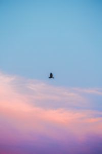 Preview wallpaper sky, clouds, bird, minimalism