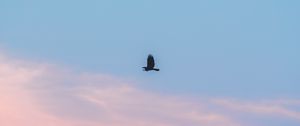 Preview wallpaper sky, clouds, bird, minimalism