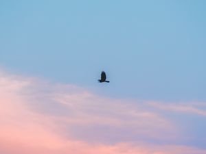 Preview wallpaper sky, clouds, bird, minimalism