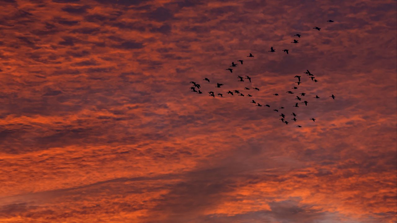 Wallpaper sky, clouds, birds, flock, sunset