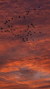 Preview wallpaper sky, clouds, birds, flock, sunset