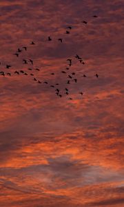 Preview wallpaper sky, clouds, birds, flock, sunset