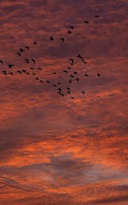 Preview wallpaper sky, clouds, birds, flock, sunset