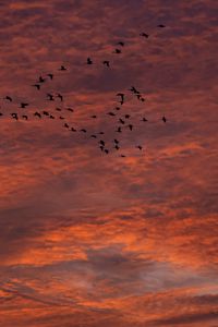 Preview wallpaper sky, clouds, birds, flock, sunset