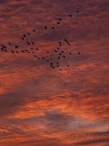 Preview wallpaper sky, clouds, birds, flock, sunset