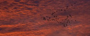 Preview wallpaper sky, clouds, birds, flock, sunset