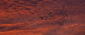 Preview wallpaper sky, clouds, birds, flock, sunset