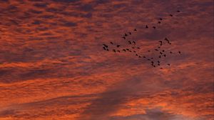 Preview wallpaper sky, clouds, birds, flock, sunset