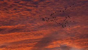 Preview wallpaper sky, clouds, birds, flock, sunset