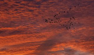 Preview wallpaper sky, clouds, birds, flock, sunset