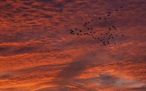 Preview wallpaper sky, clouds, birds, flock, sunset