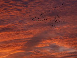 Preview wallpaper sky, clouds, birds, flock, sunset