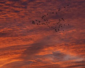 Preview wallpaper sky, clouds, birds, flock, sunset