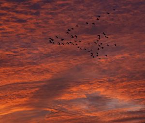 Preview wallpaper sky, clouds, birds, flock, sunset