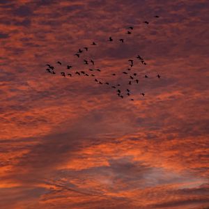 Preview wallpaper sky, clouds, birds, flock, sunset