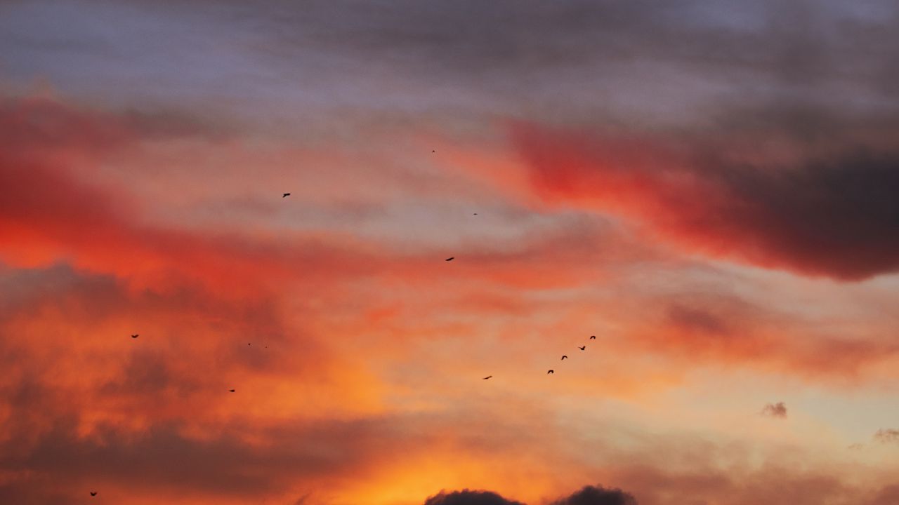Wallpaper sky, clouds, birds, sunset