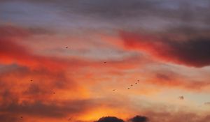 Preview wallpaper sky, clouds, birds, sunset