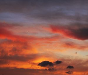 Preview wallpaper sky, clouds, birds, sunset