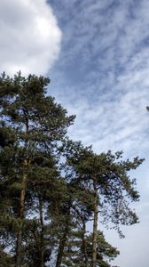 Preview wallpaper sky, clouds, pines, trees, kroner, coniferous, air