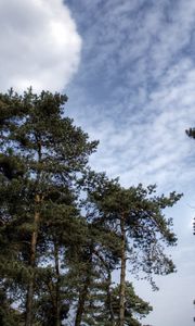 Preview wallpaper sky, clouds, pines, trees, kroner, coniferous, air